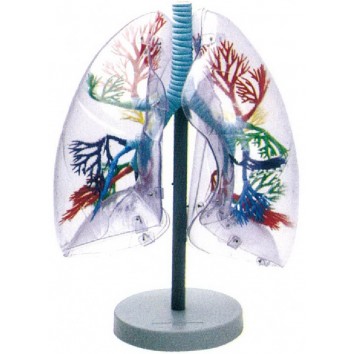 MODEL OF TRANSPARENT HUMAN LUNG SEGMENT (JUMBO)